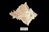 藏品(骨螺)的圖片